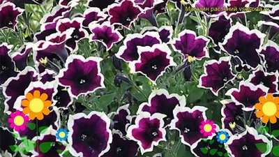 Петуния Cascadias Rim Magenta - купить в интернет-магазине.
