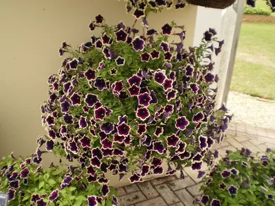 Petunia, Cascadia Rim Magenta - Burpee