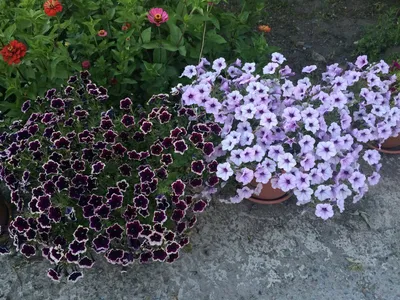 Petunia Cascadia Rim Magenta | Petunias, Plants, Landscape