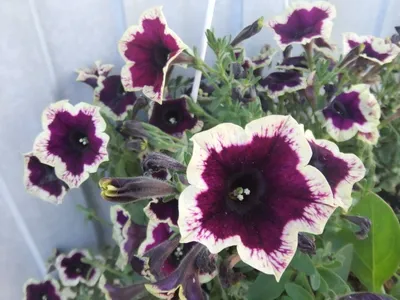 Петуния ампельная серия Каскадис «Рим Мажента» (Petunia pendula Cascadias  «Rim Magenta») - Петуния ампельная серия «Каскадис»