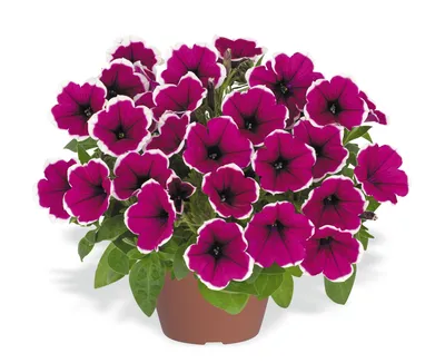 Петуния Каскадиас Рим Маджента (CASCADIAS Rim Magenta) — черенок — Рассада  цветов и овощей.