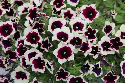 Купить петуния petunia x hybrida cascadias rim magenta по цене 2 Br в  интернет-магазине Юнифлор