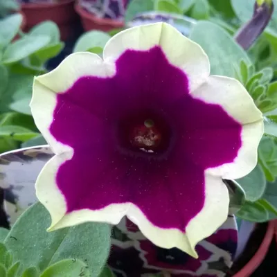 Рим Маджента (Cascadias Rim Magenta) № 68 — Семена редких сортов томатов