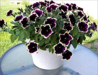 PETUNIA CASCADIA RIM MAGENTA, Stock Photo, Picture And Rights Managed  Image. Pic. GWG-WKC964 | agefotostock