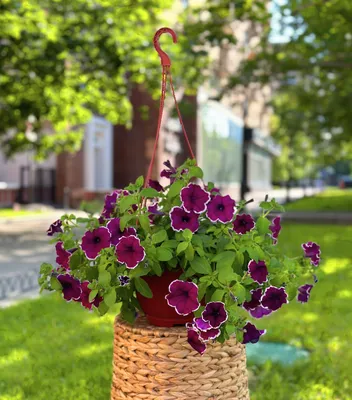 Petunia 'Cascadias Rim Magenta' (Cascadias Series) syn. Petunia 'Rim Magenta',  Petunia 'Rim Magenta' in GardenTags plant encyclopedia