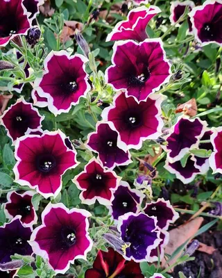 Buy Petunia Rim Magenta 6 Plants Online | Marshalls – Marshalls Garden