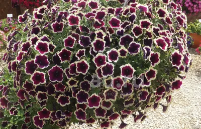 Петуния Cascadias Rim Magenta , 3 шт купить, отзывы, фото, доставка -  Совместные покупки sp-vestniksadovoda