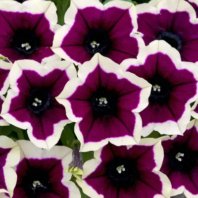 Петуния ампельная сурфиния \"Rim Magenta\" фиолетовый с белым - Bottega  Flowers - магазин цветов на Кутузовском проспекте
