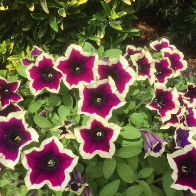 Петуния Каскадиас Рим Маджента (Cascadias Rim Magenta), (укорененный  черенок)