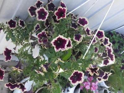 Petunia Flowers With The Name Cascadias Rim Magenta In The Garden Stock  Photo, Picture and Royalty Free Image. Image 129330217.