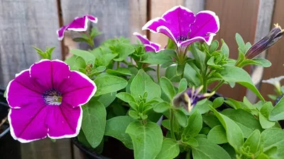 Best Petunias to Grow (In Pictures) | BBC Gardeners World Magazine