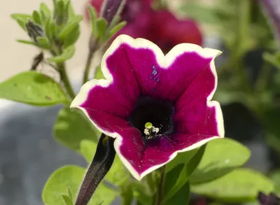Buy Petunia Rim Magenta 6 Plants Online | Marshalls – Marshalls Garden