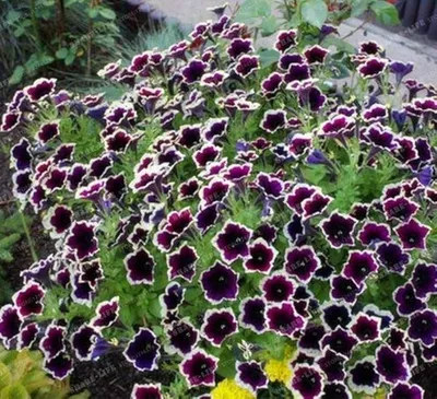 Petunia Hydride Cascadia Rim Magenta Flower with Tree Stock Image - Image  of guarani, foliage: 244131759