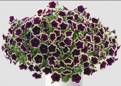 Petunia 'Cascadias Rim Magenta' (Cascadias Series) syn. Petunia 'Rim Magenta',  Petunia 'Rim Magenta' - uploaded by @craigallen