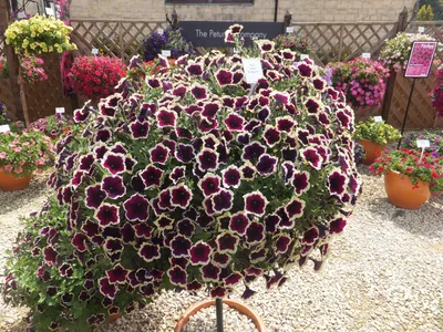 Петуния Cascadias Rim Magenta (Каскад Рим Маджента)