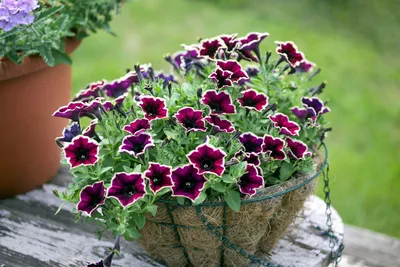 Petunia x hybrida 'Cascadia Rim Magenta' | Flintham, Notts. … | Flickr