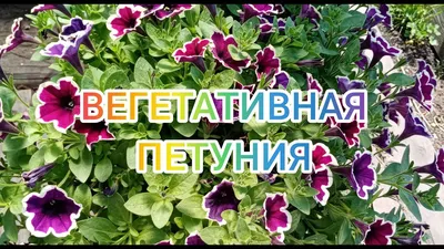 Петуния ампельная Cascadias Rim Magenta - Art Flor