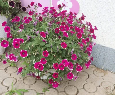 Petunia Cascadia Rim Magenta flowers in a hanging basket. UK Stock Photo -  Alamy