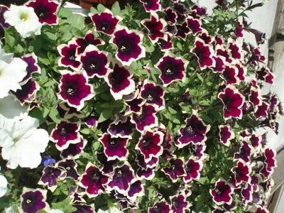 Semi Nuovo Cascadia Rim Magenta Petunia 200 +: Only seeds not a live plants  : Amazon.sg: Garden