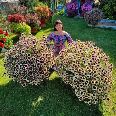PETUNIA CASCADIA RIM MAGENTA | Висячие растения, Многолетние растения,  Подвесные цветы