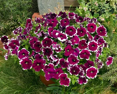 Petunia cascadias rim magenta surfinia sadzonki pelargonie24.pl