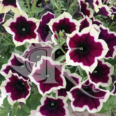 Cascadias™ Petunia, Petunia hybrida Cascadias™ Series Patented