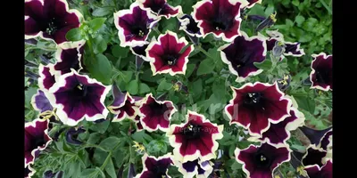 Add beauty and color to your garden beds, containers and hanging baskets  with our 'Cascadia Rim Magenta' Petunias. They have dark purple… | Instagram