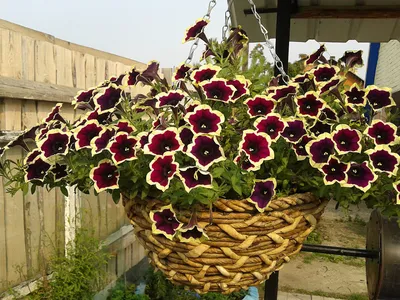 Petunia Hybrida Cascadia Rim Magenta, Ornamental Annual Herb With Oval  Leaves And Funnel Shaped Magenta Coloured Flowers With White Margin Stock  Photo, Picture and Royalty Free Image. Image 56448407.