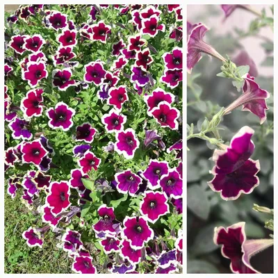 50 PICOTEE MIX PETUNIA Multiflora Mixed Colors Bicolor White Blue Purple  Pink Red Flower Seeds - Walmart.com