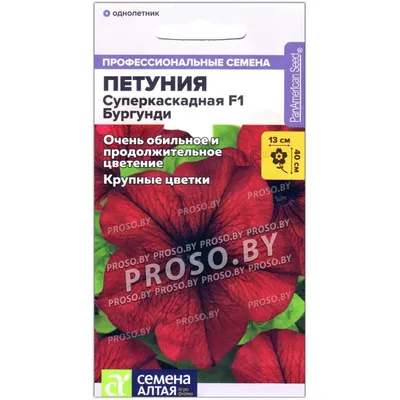 Петуния каскадная «Рамблин Бургунди F1» по цене 15 ₽/шт. купить в Калуге в  интернет-магазине Леруа Мерлен