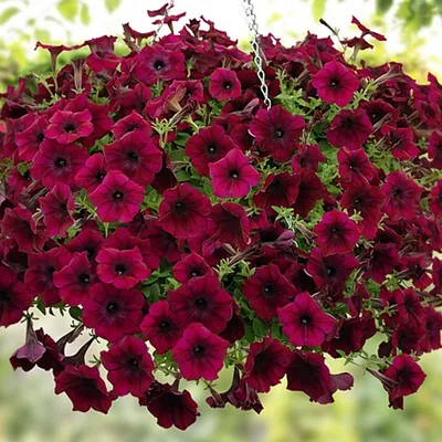 Семена цветов петуния суперкаскадная | Купить в Кокшетау | Цены на Satu.kz