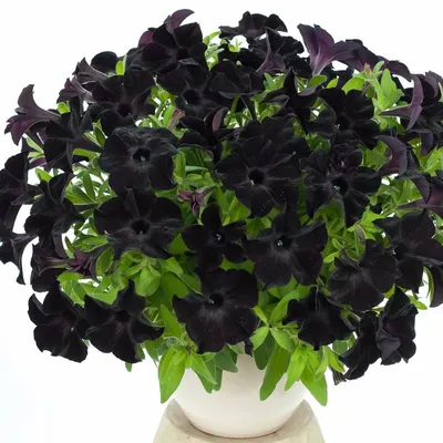 Петуния (сурфиния) Collection Black - Петуния - GardenPlants