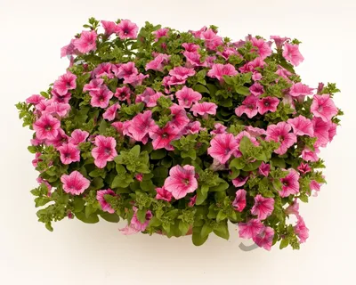 Купить петуния сурфиния petunia x hybrida hot pink по цене 6 Br в  интернет-магазине Юнифлор