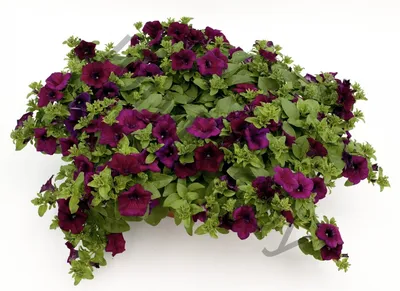 Купить петуния сурфиния petunia x hybrida surfinia burgundy по цене 6 Br в  интернет-магазине Юнифлор