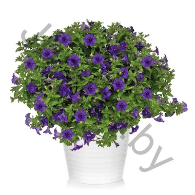 Купить петуния сурфиния petunia x hybrida double blue star по цене 6 Br в  интернет-магазине Юнифлор