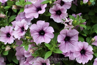 Сурфиния (ампельная петуния) - Petunia Surfinia 'Purple Vein Compact' -  Рассада цветов СПб