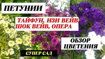 Петуния серии Тайдал или Тайфун - особенности выращивания. | Цветы в моем  саду | Дзен