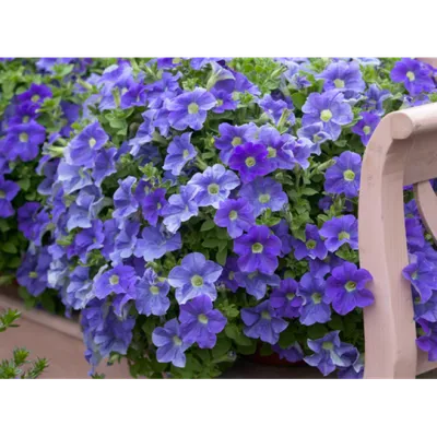 Вечноцветущая барышня-петуния: уход за популярными балконными цветами