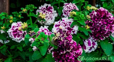 Петуния ампельная сурфиния Purple Vein- винно-фиолетовый - Bottega Flowers  - магазин цветов на Кутузовском проспекте