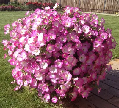 Petunia Cascadias-Bicolor-Cabernet – Цветочная мастерская Анны Пирматовой