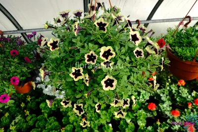 Ампельное растение в кашпо с подвесом 3,4 л. | Flora Altay
