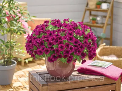 Ампельная петуния в подвесном вазоне (кашпо) 23см с крючком - petunia  go-tunia burgundy (ID#1375667479), цена: 337.90 ₴, купить на Prom.ua