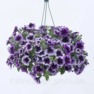 Ампельная петуния в подвесном вазоне (кашпо) - Petunia fanfare purple vein ( петуния фанфейр пурпл вейн) (ID#1375734773), цена: 337.90 ₴, купить на  Prom.ua