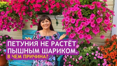 Как красиво разместить петунии в саду? | САД | Дзен
