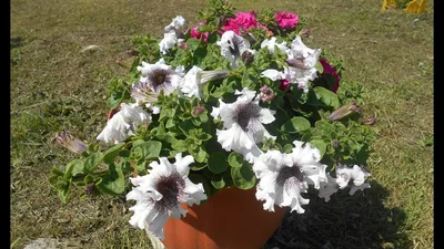 Петунии (Solanaceae) | Гранд-Полив