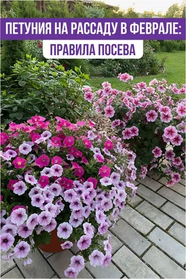 Петуния цветок: фото, описание, выращивание, посадка, уход, сорта