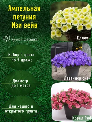 Петуния ампельная d13 см купить недорого в интернет-магазине товаров для  сада Бауцентр