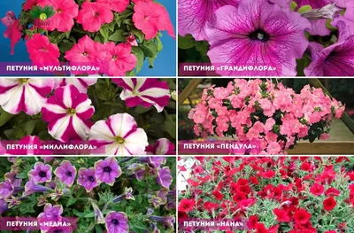 Петуния \"Грозовое небо\" от производителя. Petunia Lightning Sky купить  оптом и в розницу.