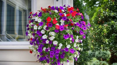 S60152 Петуния кустовая Grandiflora Tango Burgundy Star 10шт. - купить в  Москве в интернет-магазине