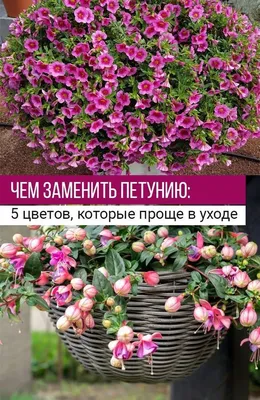 Усадьба-Семена on Instagram: \"Петуния Тайдал Вейв Черри – одна из самых  популярных и красивых разновидностей петуний, которая привлекает внимание  садоводов своими уникальными качествами ✔️В данной статье мы рассмотрим  преимущества этого сорта, а